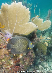 This images of a French angelfish was captured on molasse... by Caleb Calloway 